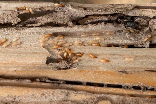 Flea Control Services in Mission Hills, CA